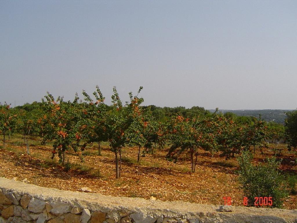 Agritria Di Umberto Anglisani Villa Ostuni Kültér fotó